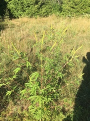 Ambrosia trifida