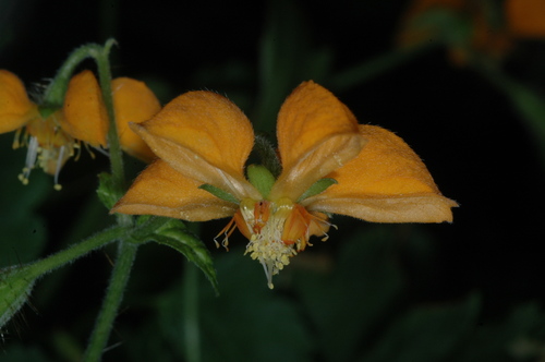 Loasa sclareifolia (Loasa sclareifolia)