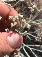Eriogonum nummulare