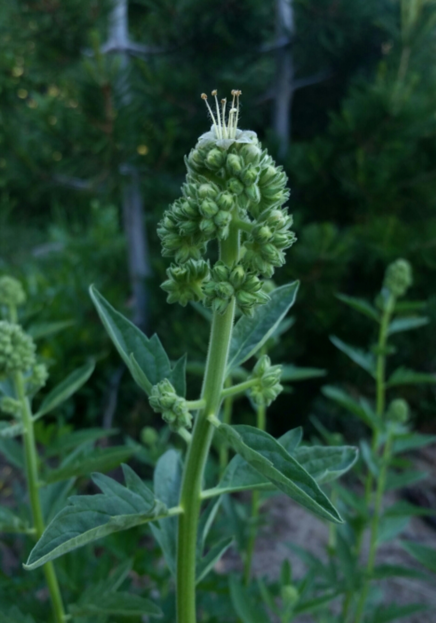 Phacelia procera