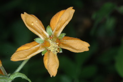 Loasa sclareifolia