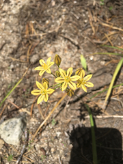 Triteleia ixioides anilina