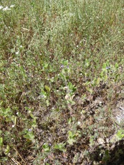 Trichostema oblongum