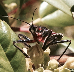 Apiomerus californicus