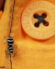Salticus austinensis