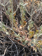 Eriogonum nummulare