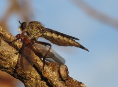 Neomochtherus willistoni
