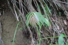 Ailanthus altissima tanakai