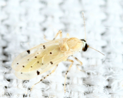Alluaudomyia bella
