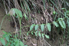 Ailanthus altissima tanakai