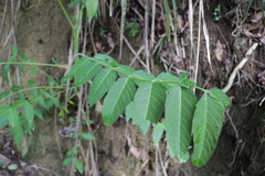 Ailanthus altissima tanakai