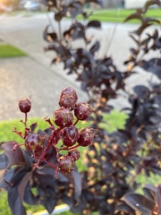 Lagerstroemia indica