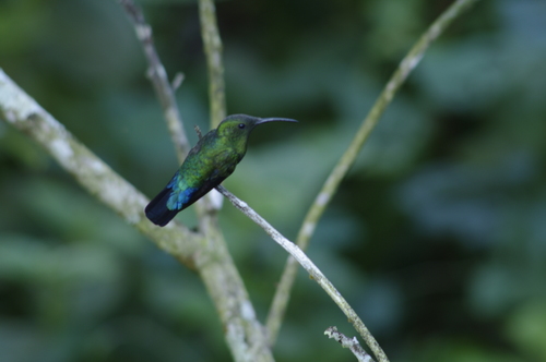 Eulampis holosericeus