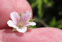 Geranium sibiricum