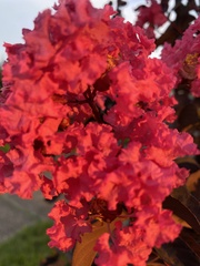 Lagerstroemia indica