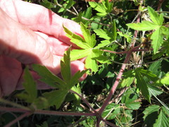 Geranium sibiricum