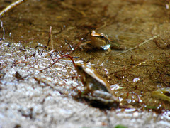 Crossodactylus gaudichaudii