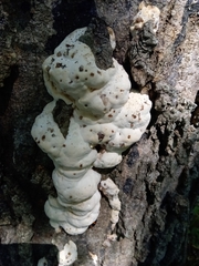 Vanderbylia robiniophila