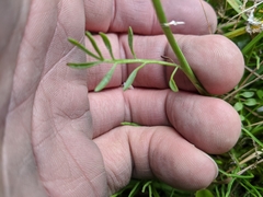Cardamine polemonioides