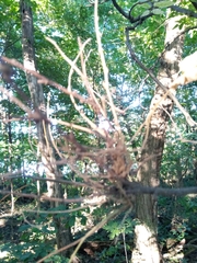 Podosphaera phytoptophila