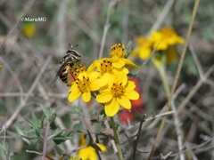 Copestylum marginatum