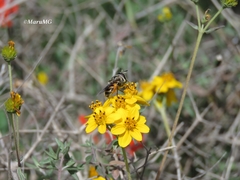 Copestylum marginatum
