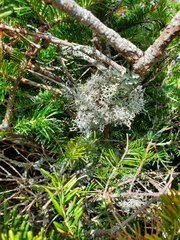 Pseudevernia cladonia