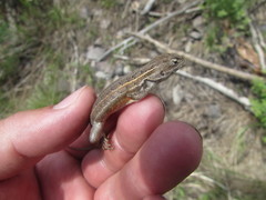 Sceloporus slevini