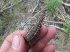 Sceloporus slevini