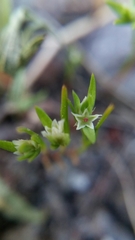 Polygonum polygaloides