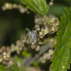 Tephritis cometa
