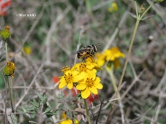 Copestylum marginatum