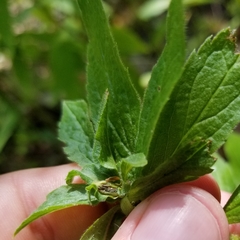 Asphondylia rosulata