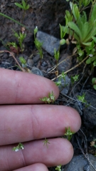 Polygonum polygaloides