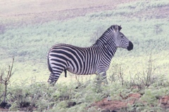 Equus quagga crawshayi