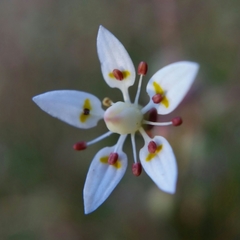 Micranthes bryophora
