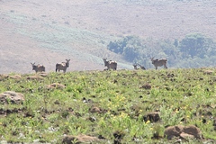 Tragelaphus oryx livingstonii