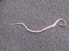 Masticophis flagellum cingulum