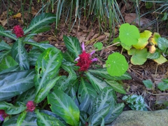 Justicia scheidweileri