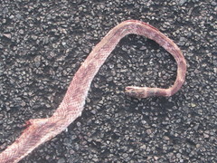 Masticophis flagellum cingulum