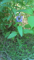 Prunella vulgaris lanceolata