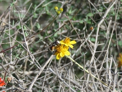 Copestylum marginatum