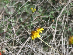 Copestylum marginatum