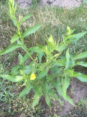 Oenothera biennis