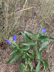 Penstemon glaber brandegeei