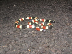 Micruroides euryxanthus euryxanthus