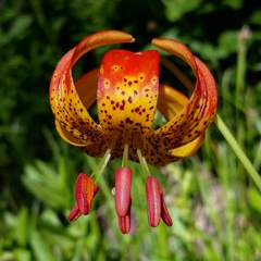 Lilium pardalinum shastense