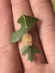 Callirhytis infuscata