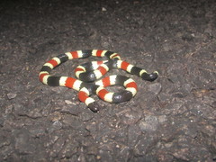 Micruroides euryxanthus euryxanthus