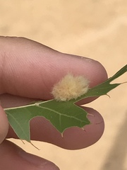 Callirhytis infuscata